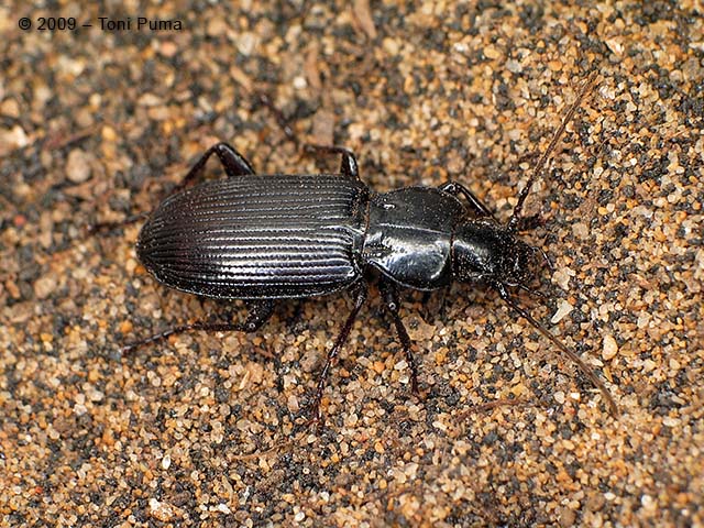 Poecilus (Ancholeus) gisellae (Carabidae)